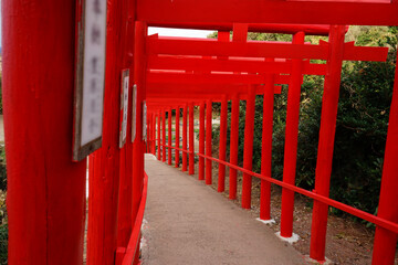 Many torii gates of the Motonosumi shrine in Yamaguchi, Japan - 元乃隅神社 鳥居 山口県 日本	