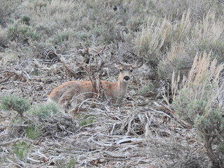 Mule deer in the sagebrush, in the Sierra Nevada Mountains, Mono County, Twin Lakes, California.