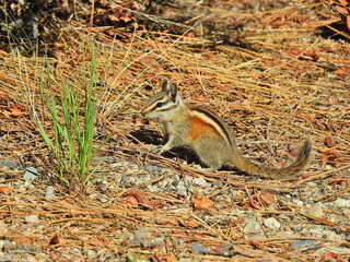 Alpine chipmunk foraging the ground for pine nuts, Eastern Sierra Nevada Mountains, Mono County, Twin Lakes, California.
