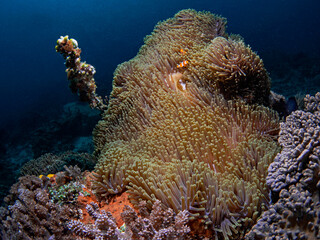 Fototapeta na wymiar Magnificent Sea Anemone, Prachtanemone (Heteractis magnifica)
