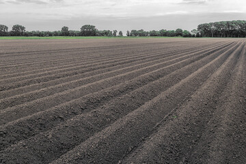 Typical Dutch polder landscape in springtime. The potatoes have recently been machine-planted into long ridges.