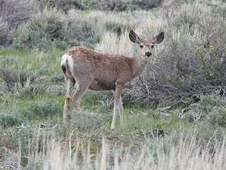 Mule deer in the sagebrush, in the Sierra Nevada Mountains, Mono County, Twin Lakes, California.