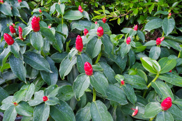 Costus woodsonii is called red button ginger, French kiss, dwarf cone ginger, scarlet spiral flag, dwarf lipstick plant, Panama candle plan.