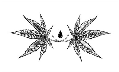 Hemp leaves and a drop of hemp oil. Cannabidiol emblem on a white background. Black and white handdrown isolated illustration.