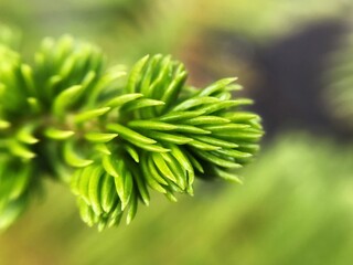 close up of a pine tree