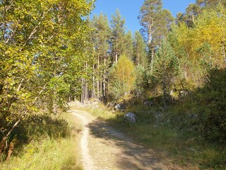 Path in the woods