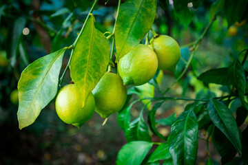 Fresh green lemon limes on tree in organic garden