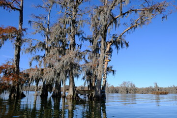 Obraz premium Lake Martin swamp tree house in Breaux Bridge Louisiana.
