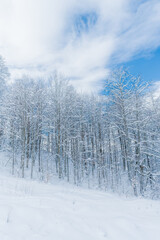Fototapeta na wymiar Winter snow covered trees in the mountains