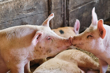 Kissing pigs - obrazy, fototapety, plakaty