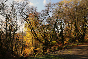 Fototapeta premium The warm colors of autumn in Scotland