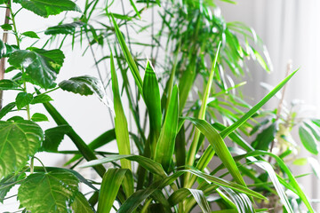 Fototapeta na wymiar Garden home Potted plants on white background Home