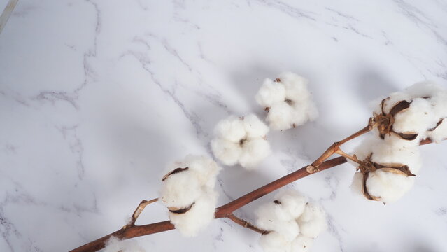 Cotton flower branch on white marble background, top view. Minimal layout high angle shot in studio. Floral cotton background and copy space. Delicate and pure natural soft white cotton flowers. © gnepphoto