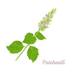 Patchouli plant with flowers and green leaves isolated on white background. Vector illustration in cartoon flat style. - obrazy, fototapety, plakaty