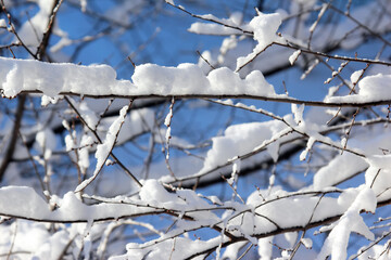 branches of trees covered with snow in winter on sky background closeup