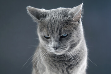 Studio portrait of a beautiful grey cat on dark background. pet mammal animal predator