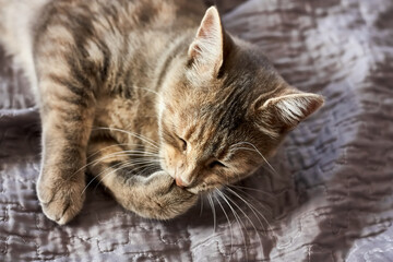 Fun gray young cat bites its paw. Domestic cute cat. Veterinary and Internatinal cat day concept. Selective focus.
