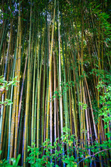 Lanscape of bamboo tree in tropical rainforest