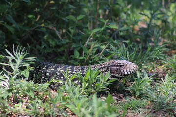 Lagarto Overo