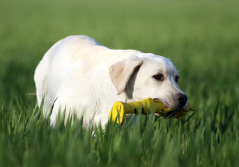a yellow labrador in the park