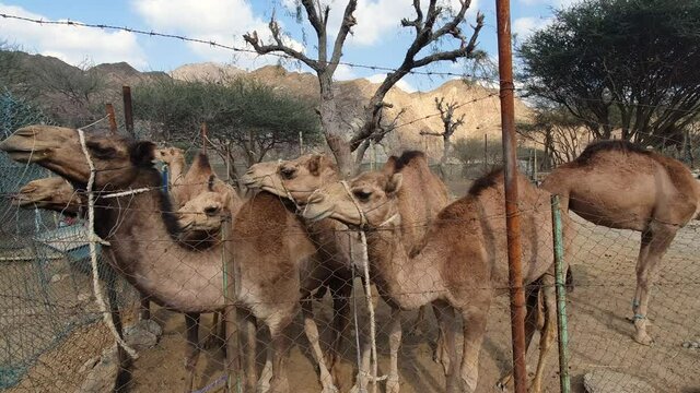 Camels looking at the camera