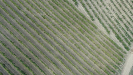 Amarone della Valpolicella