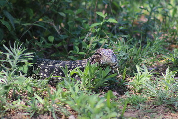 Lagarto Overo
