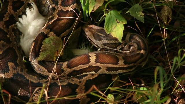 A large boa constrictor caught prey. The Python has captured its prey. Capture a chicken with a boa constrictor. Boa in the grass.