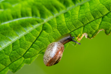 Close-up with a small snail on a green leaf. Background on the theme of summer nature