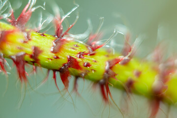 Close-up of the stem of an exotic plant with red shoots. The plant in soft focus is slightly blurry at high magnification.