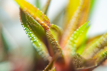 Close-up of a leaf of an exotic plant in red-green colors. Blurred background in soft focus.