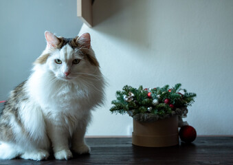 A beautiful fluffy pet sits next to a Christmas bouquet.