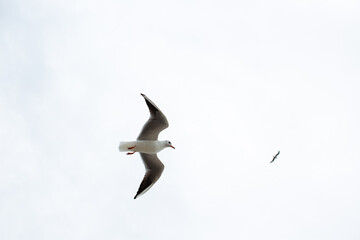 A Seagull flies in the sky close-up