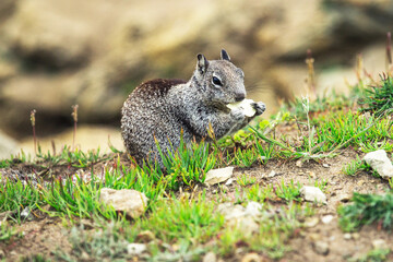 Beautiful wild squirrel eating dried fruit in nature.