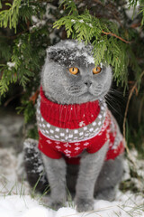 A gray purebred cat sits under a snow-covered bush in a red sweatshirt with deer. The cat has snow on its head. Domestic cat outside in winter. Christmas with pets. Clothes for pets. Homeless animals.