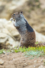 Beautiful wild squirrel eating dried fruit in nature.