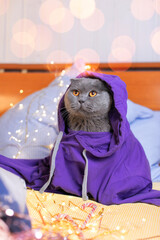 A gray purebred cat sits in a purple sweater with a hood. Sits on the bed, next to New Year's decorations, Christmas candies and garlands. Christmas with pets. Clothes for pets. Purple hoodie.