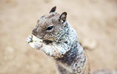 Beautiful wild squirrel eating dried fruit in nature.