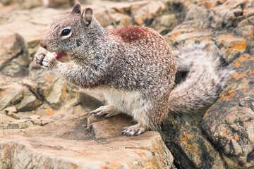 Beautiful wild squirrel eating dried fruit in nature.