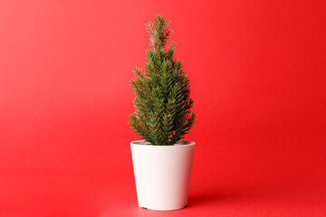 Minimalistic christmas tree in flowerpot on red background. Christmas, winter and New year concept. Flat lay. Top view. Minimal style. Green Pine