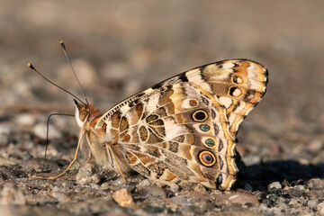 Obraz premium Butterfly