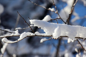 branches of trees covered with snow in winter on sky background closeup