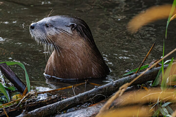 North American River Otter (Lontra canadensis)