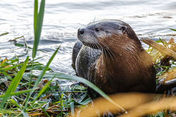North American River Otter (Lontra canadensis)