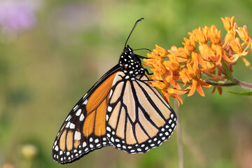 Monarch butterfly
