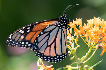 Naklejka premium Monarch butterfly
