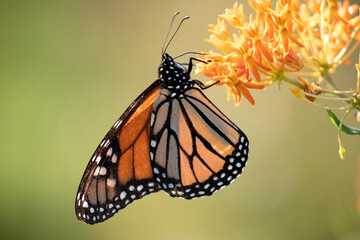 Monarch butterfly