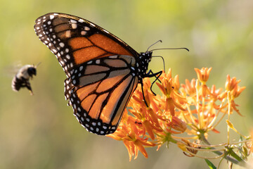 Monarch butterfly