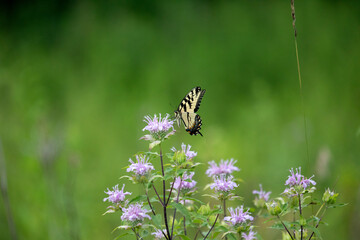 Tiger swallowtail butterfly