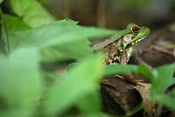 Northern Green Frog